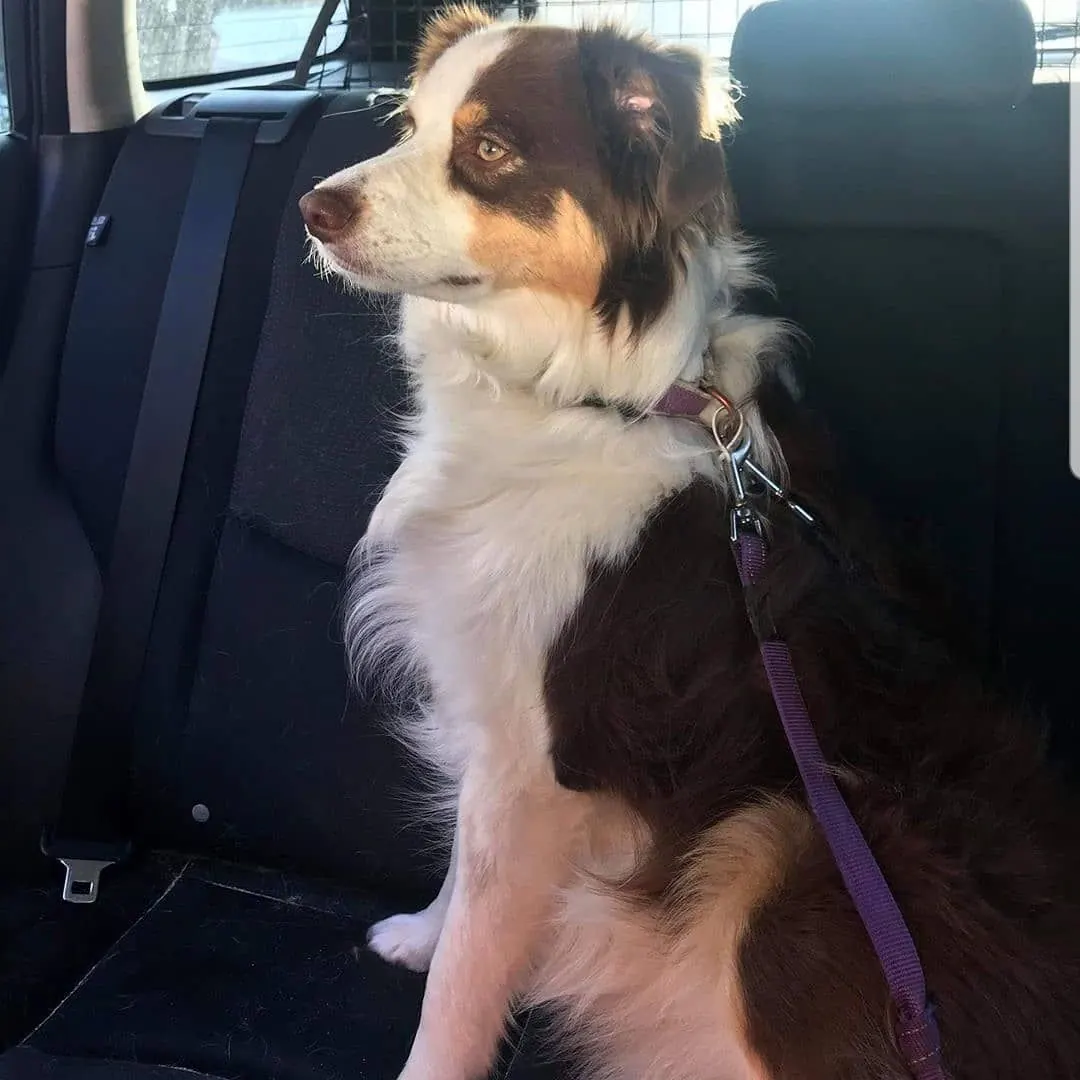 An Australian shepherd riding in the car