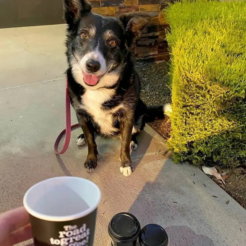 A happy kelpie next to a Golden Bean coffee