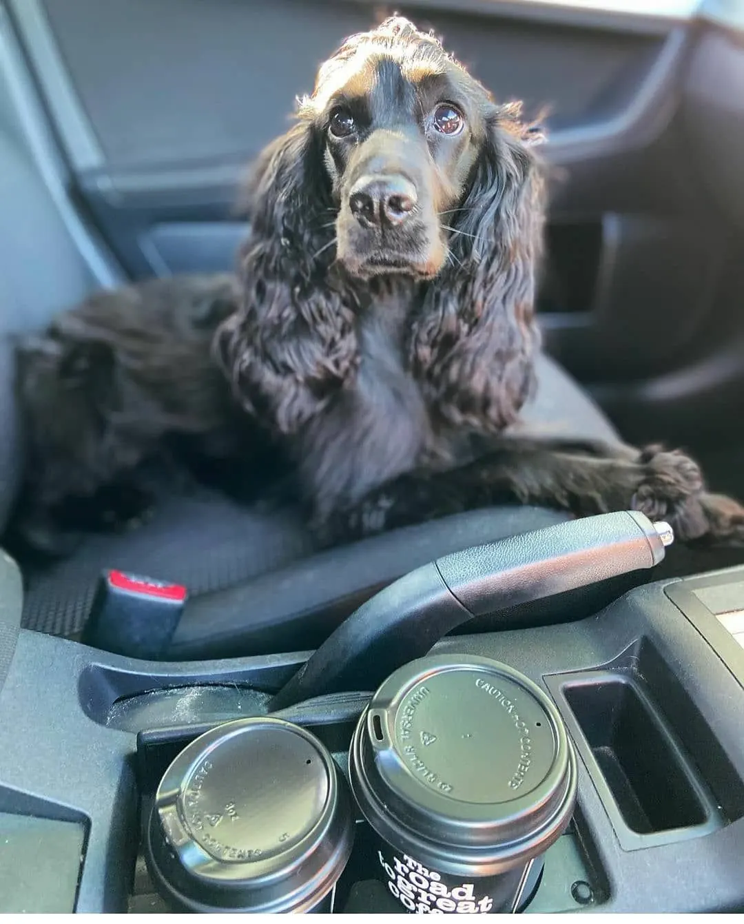 A cocker spaniel in the car next to two Golden Bean coffees