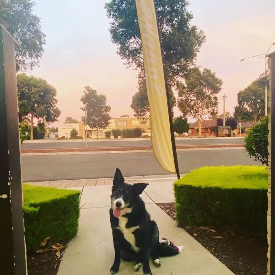 A border collie waiting on the path at sunset