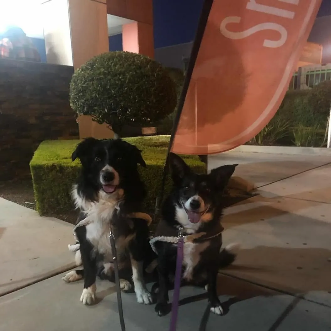 Two border collies sitting outside The Golden Bean