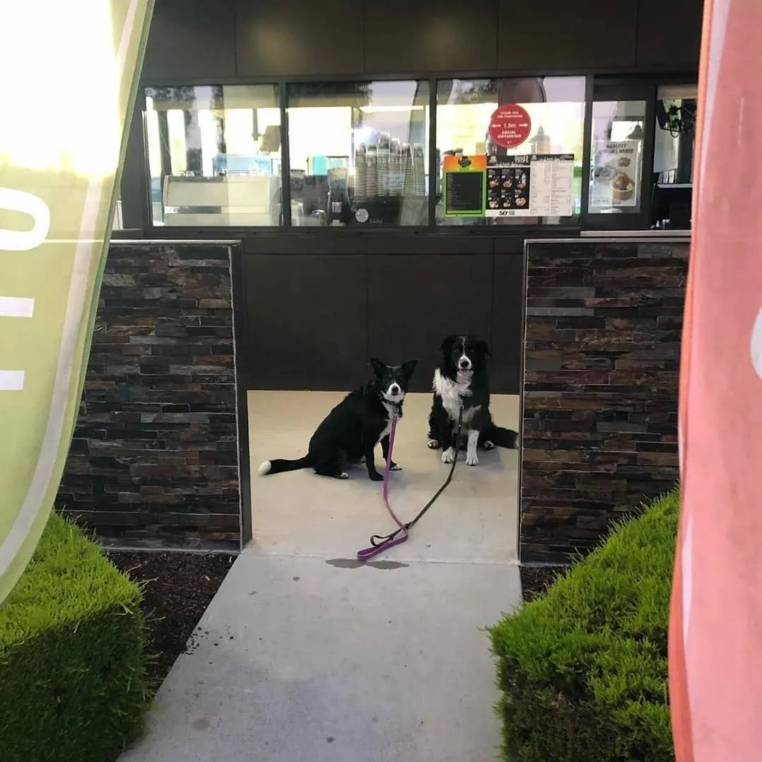 Two dogs waiting at the drive-thru window